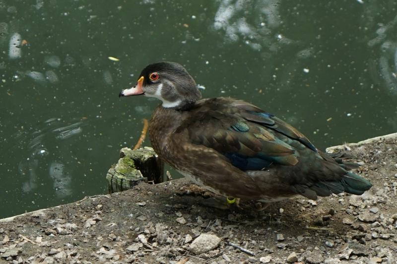 bdFoto 19.JPG - Born kasteelpark